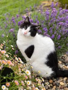 モンティニャックにあるFerme des Petites Oreilles 4 étoilesの白黒猫 +37枚の写真