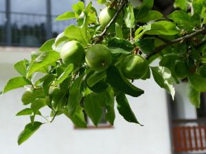 une branche d'un pommier avec des pommes vertes sur elle dans l'établissement Sommerfrische in einem Landhaus der 1960er Jahre, à Afritz am See