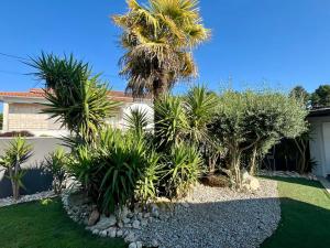 a garden with palm trees and rocks and a house at Casa da Anta in Chaves