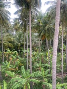 Taman di luar Madurai Home Stay