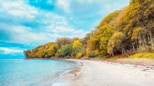 a beach with a bunch of trees and water at Ole Rømers Gade 108 in Aarhus