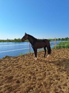 a black horse standing on the dirt near the water at Stajnia Czahary 2 in Pogorzelica