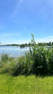 a field of tall grass next to a body of water at Stajnia Czahary 3 in Pogorzelica