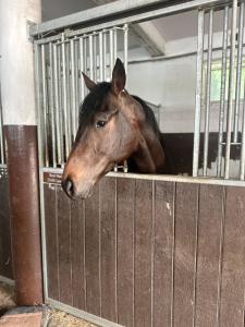 a horse is sticking its head out of a stall at Stajnia Czahary 3 in Pogorzelica