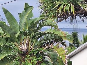 uma vista para o oceano a partir de uma casa com plantas em L'Etoile du piton em Saint-Joseph