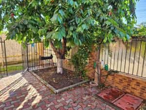 a tree in front of a fence with a bench at Cazare la mare Casa Realis Ovidiu in Ovidiu