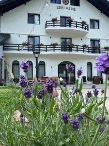 a building with purple flowers in front of it at Evenimente Edelweiss in Bogdan Vodă