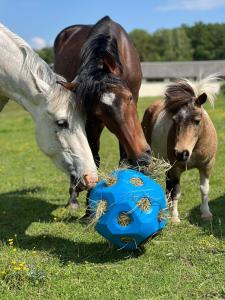 Billede fra billedgalleriet på Horse Cottage i Villalet