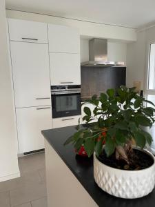 a kitchen with a potted plant on a counter at Lake Geneva in Port-Valais