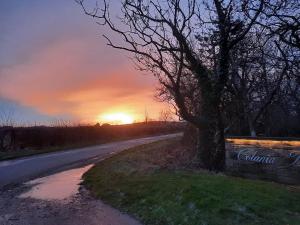 a tree on the side of a road at sunset at Pettico Lodge in Eyemouth