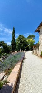 a walkway with a field of flowers and a tree at Domus Antiqua Bed & Breakfast in Spello