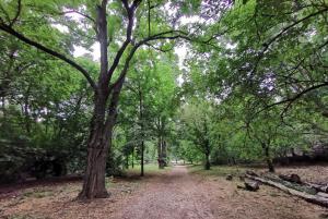 a dirt road in a forest with a large tree at Studio Loft in Belgentier