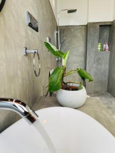 a plant sitting on top of a bathroom sink at Cozy Homestay in Ella