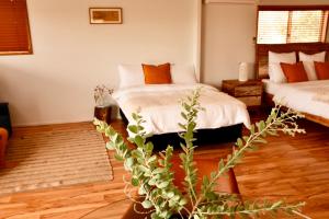 a bedroom with two beds and a plant at Birds Heaven Mareeba in Mareeba