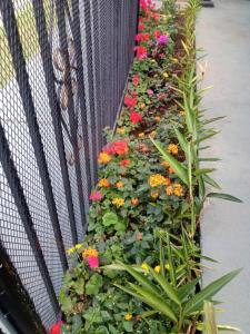 un jardin de fleurs aménagé sur une clôture dans l'établissement Habitaciones Smith, à San José 3 autres photos