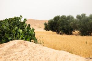 a pile of sand next to a bush in a field at אוהל בוסתן הזיתים in Midreshet Ben Gurion