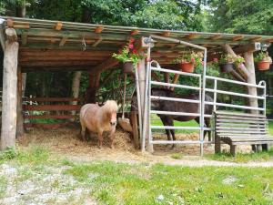 Altri animali domestici presso l'appartamento o nei dintorni