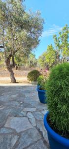 three blue potted plants sitting on a stone patio at Villa Dimitra in Agios Dimitrios