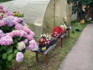 Zahrada ubytování Apartman Sadba