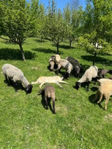 a herd of sheep grazing in a field of grass at Casa Mariei in Vama Buzăului