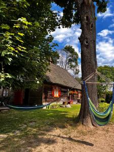 a hammock tied to a tree in front of a log cabin at Kaszubska Zagroda in Lipuska Huta