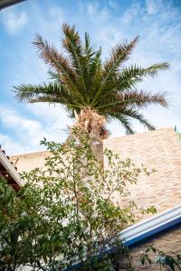a palm tree sitting on top of a building at Hotel La Palma Centro Histórico in Santa Marta