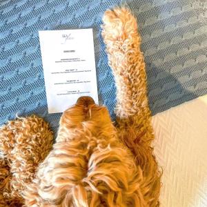 a long haired dog laying next to a piece of paper at Inn By the Sea in Cape Elizabeth