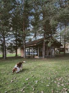 a dog laying in the grass in front of a house at Pakaso sodyba in Kirdeikiai