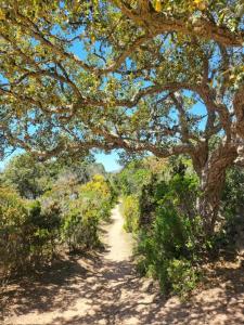 Gallery image of BandB - les rosiers - Corse - chambre Garance in Conca