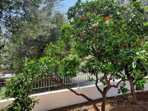 two orange trees in front of a fence at Et In Arkadia Ego in Leonidio