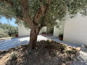 een boom in het midden van een tuin bij Tierra 1 in Skiathos-stad +5 foto's