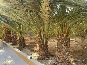 a row of palm trees in a field at شاليهات ومسابح مزارع in Al Azraq ash Shamālī