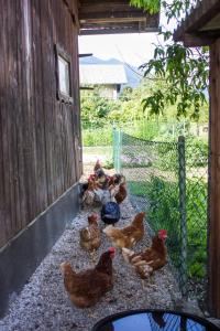 Κήπος έξω από το Hanzi Holiday Home +32 φωτογραφίες