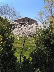 a tree with white flowers in front of a building at Agriturismo Volpignano in Collesano +8 photos