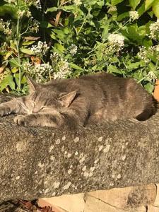 Gallery image of Petite Maizoun - Gite in Hermanville-sur-Mer