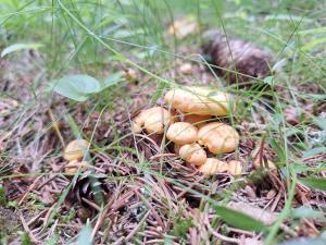 Fotografia z galérie ubytovania Naturpark Bauernhof Sperl v destinácii Mariahof
