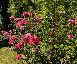 En have udenfor Eifeleule