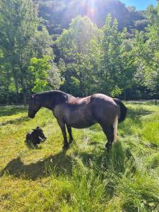 Tiere in der Ferienwohnung oder in der Nähe