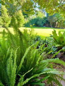 a garden with green plants in a park at Maravillosa Casa Quinta in Del Viso