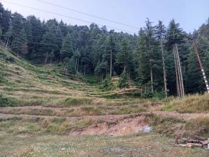 a grassy hill with trees in the background at Cloud Culture Homestay in Dalhousie