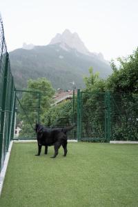 Domácí mazlíčci ubytovaní s hosty v ubytování DOLOMITI EXCLUSIVE YOUR MOUNTAIN SUITE