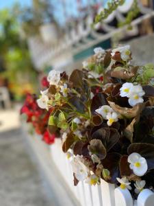 a white fence with white flowers on it at Joan Guesthouse in Përmet