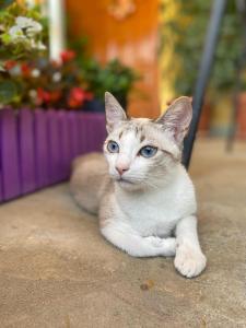 a cat with blue eyes sitting on the ground at Joan Guesthouse in Përmet