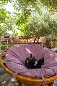 Domácí mazlíčci ubytovaní s hosty v ubytování Villa Green Garden