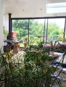 a room with plants in front of a large window at Chambre ville & campagne in Nantes