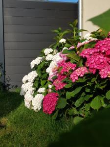 a bush of pink and white flowers next to a building at L'échappée de Sologne -chez l'habitant- in Lamotte-Beuvron