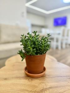 Foto dalla galleria di Flors Apartments a Durrës Altre 88 foto