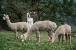 Zvieratá v horskej chate alebo blízkom okolí