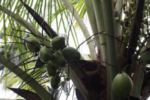 Φωτογραφία από το άλμπουμ του Cabaña Sam el Tucán σε Sarapiqui