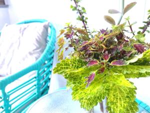 un jarrón de flores en una mesa junto a una silla en City Stadium 5 minutes Walk, en Townsville